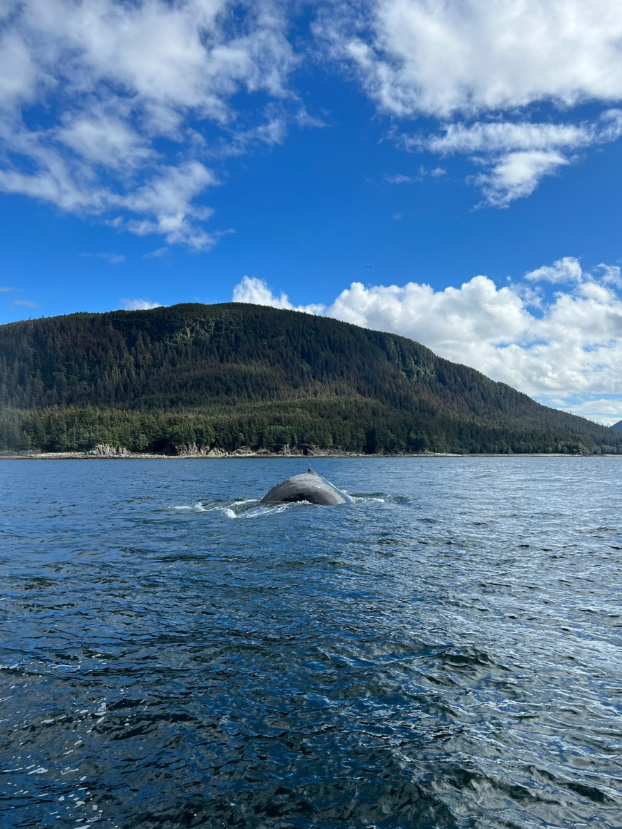 Canada Alaska cruise whale watching
