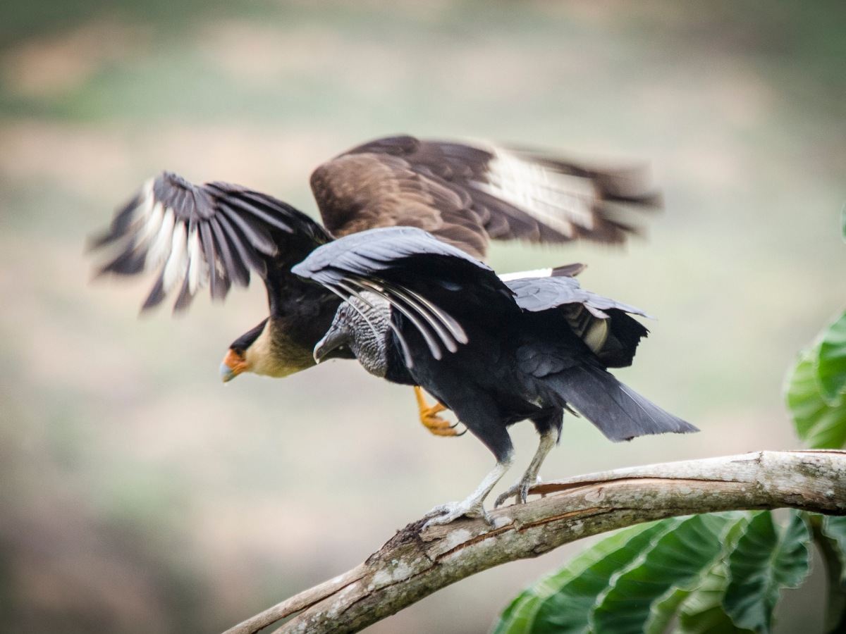 start new hobby bird-watching