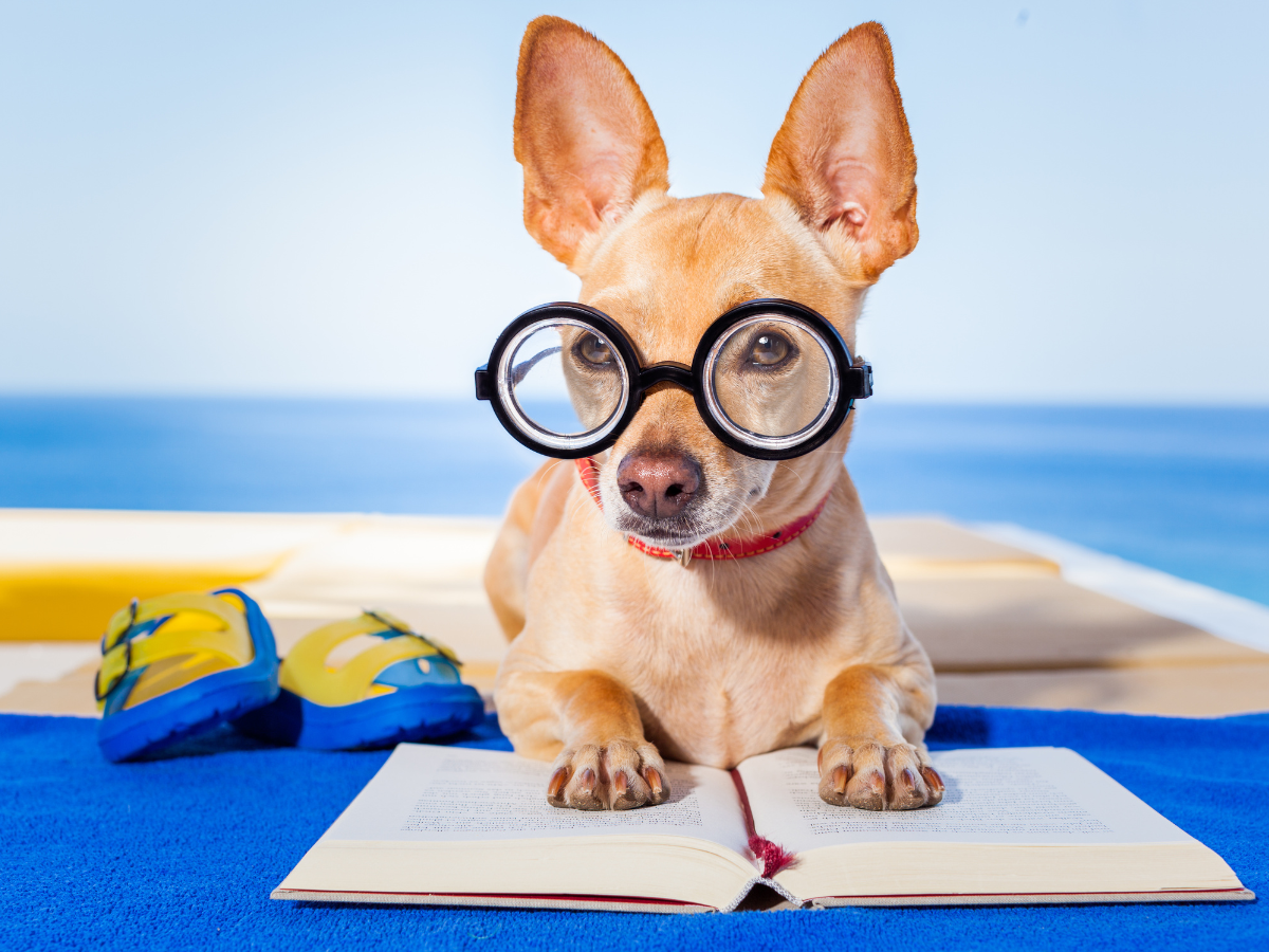 Develop a reading habit with the dog.