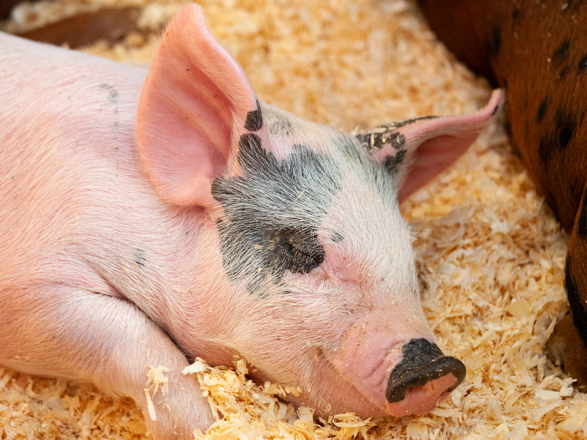 Things to do at the state fair. watch the pigs.