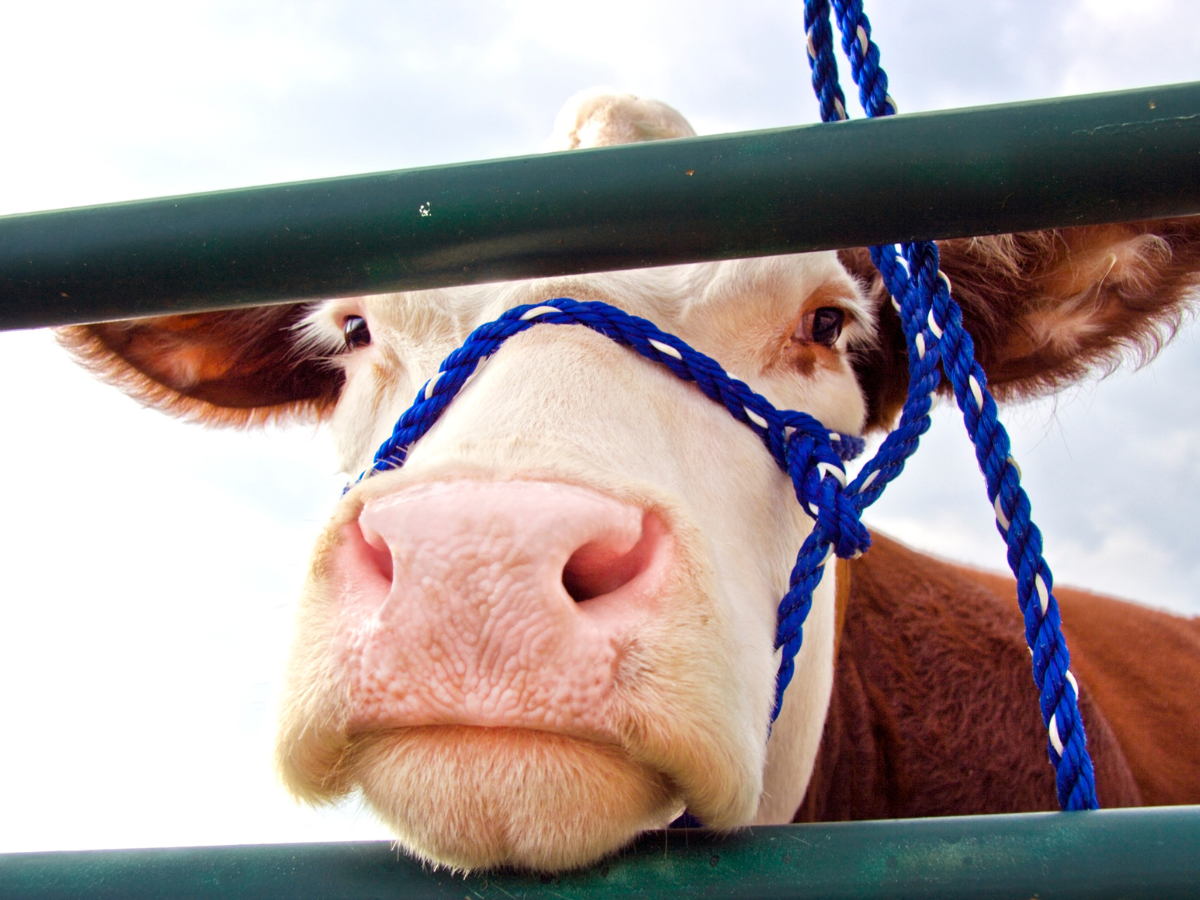 Things to do at the state fair. View the animals.